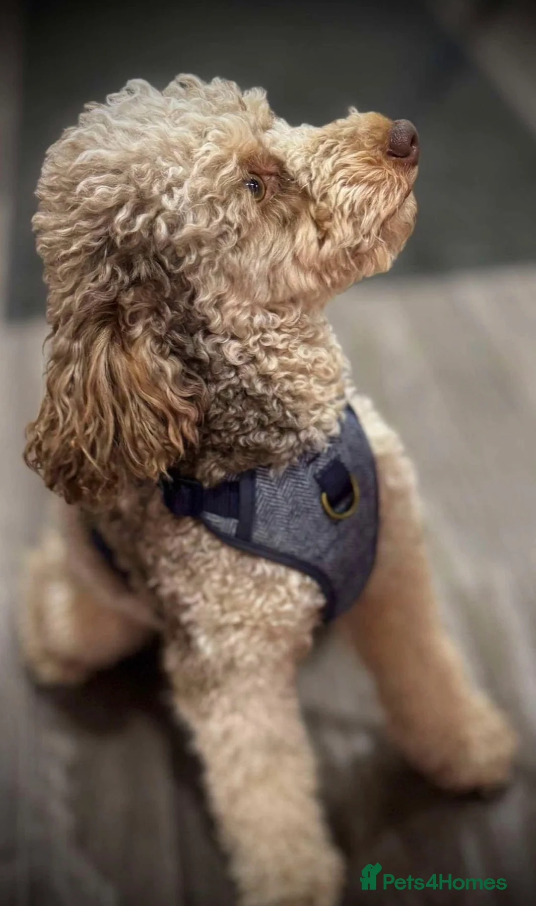 Mini Goldendoodle dogs for sale: Extensively health tested F1 goldendoodle puppies  - Advert 14