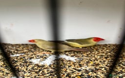 Finches birds for sale: Star zebra finch bengalese and canaries  - Image 13