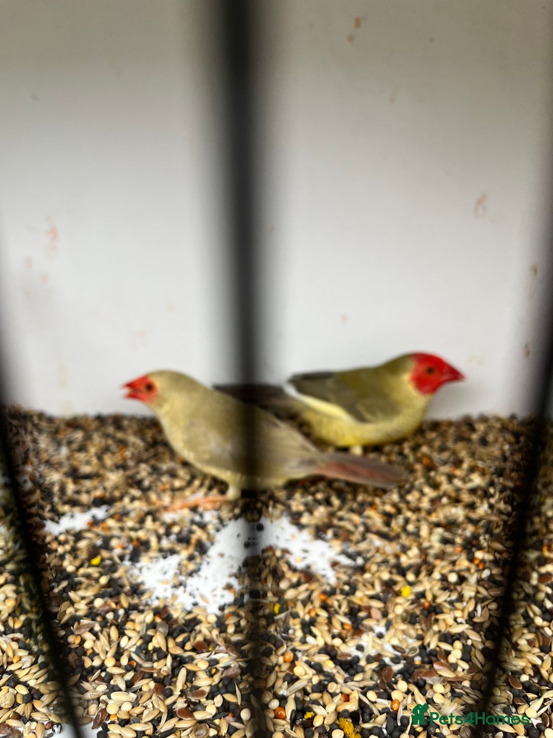 Finches birds for sale: Star zebra finch bengalese and canaries  - Image 13