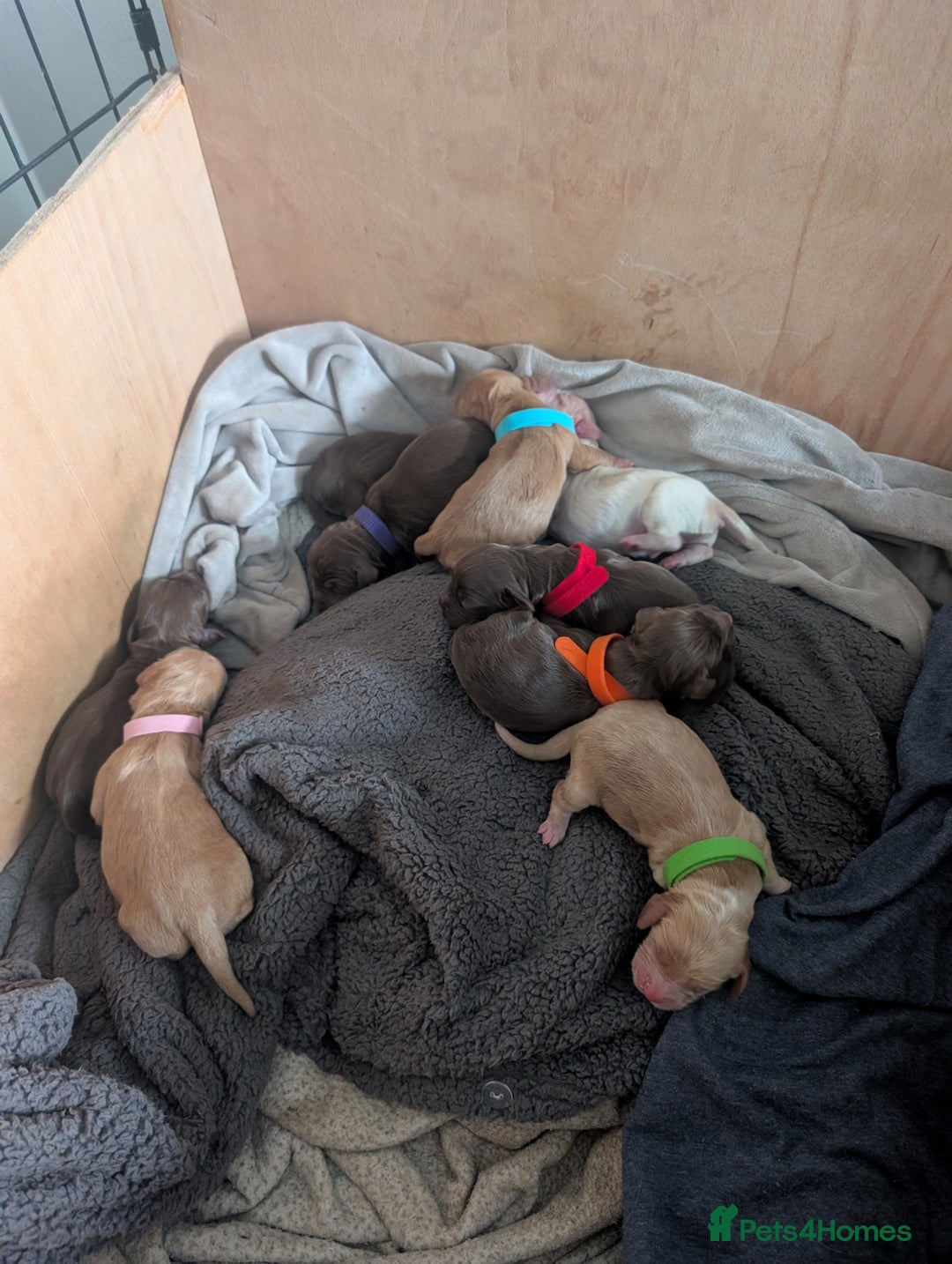 Cocker Spaniel dogs for sale: stunning litter working cocker spaniels - Advert 4