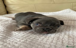 French Bulldog dogs for sale: Beautiful French Bulldogs Puppies for Sale  - Image 7