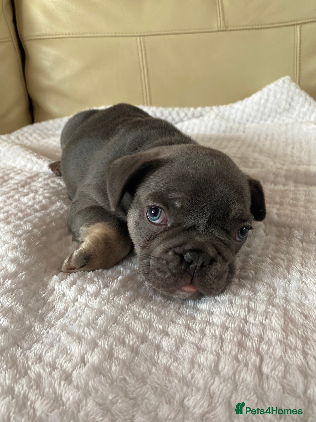 French Bulldog dogs for sale: Beautiful French Bulldogs Puppies for Sale  - Image 7