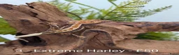 Gecko reptiles for sale: Beautiful Mix of Crested Geckos - Advert 3