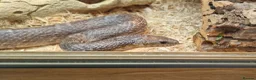 Corn Snake reptiles for sale: Corn snake  - Advert 3