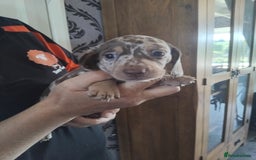 Miniature Dachshund dogs for sale: Miniature dashchund  - Image 3