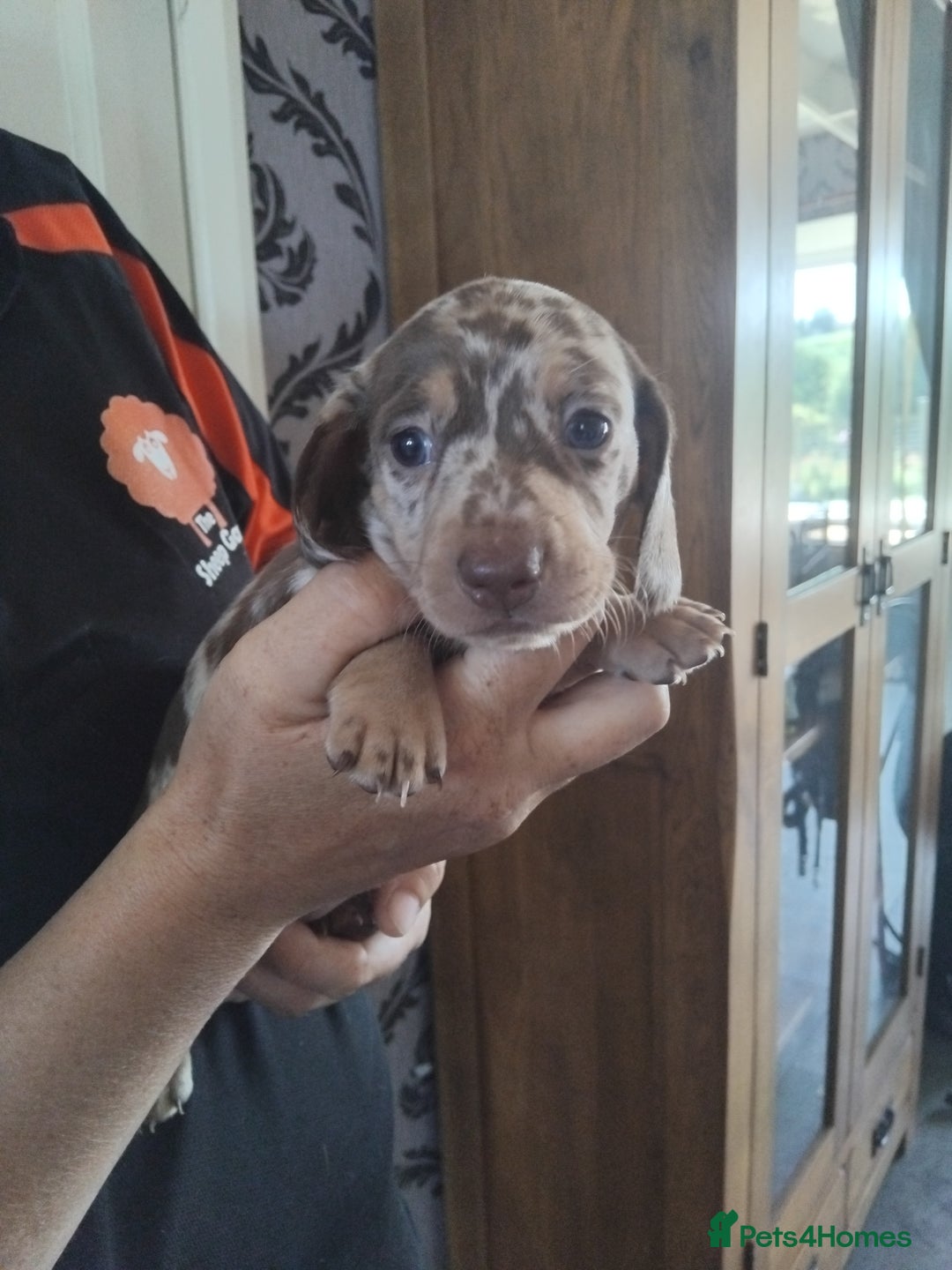 Miniature Dachshund dogs for sale: Miniature dashchund  - Image 3