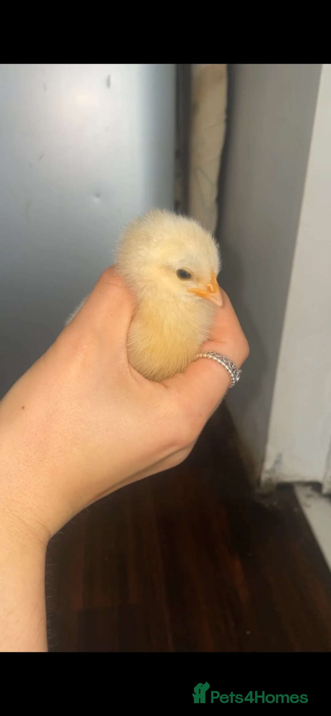 Chickens poultry for sale: 3 unsexed chicks - Advert 1