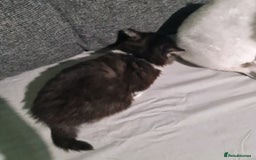 Mixed Breed cats for sale: 4 female kittens - Image 6