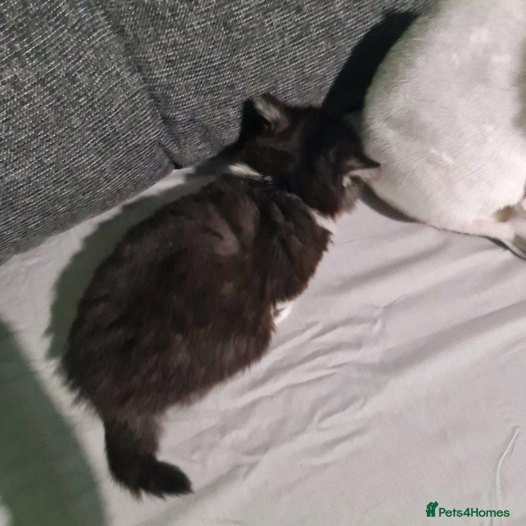 Mixed Breed cats for sale: 4 female kittens - Image 6