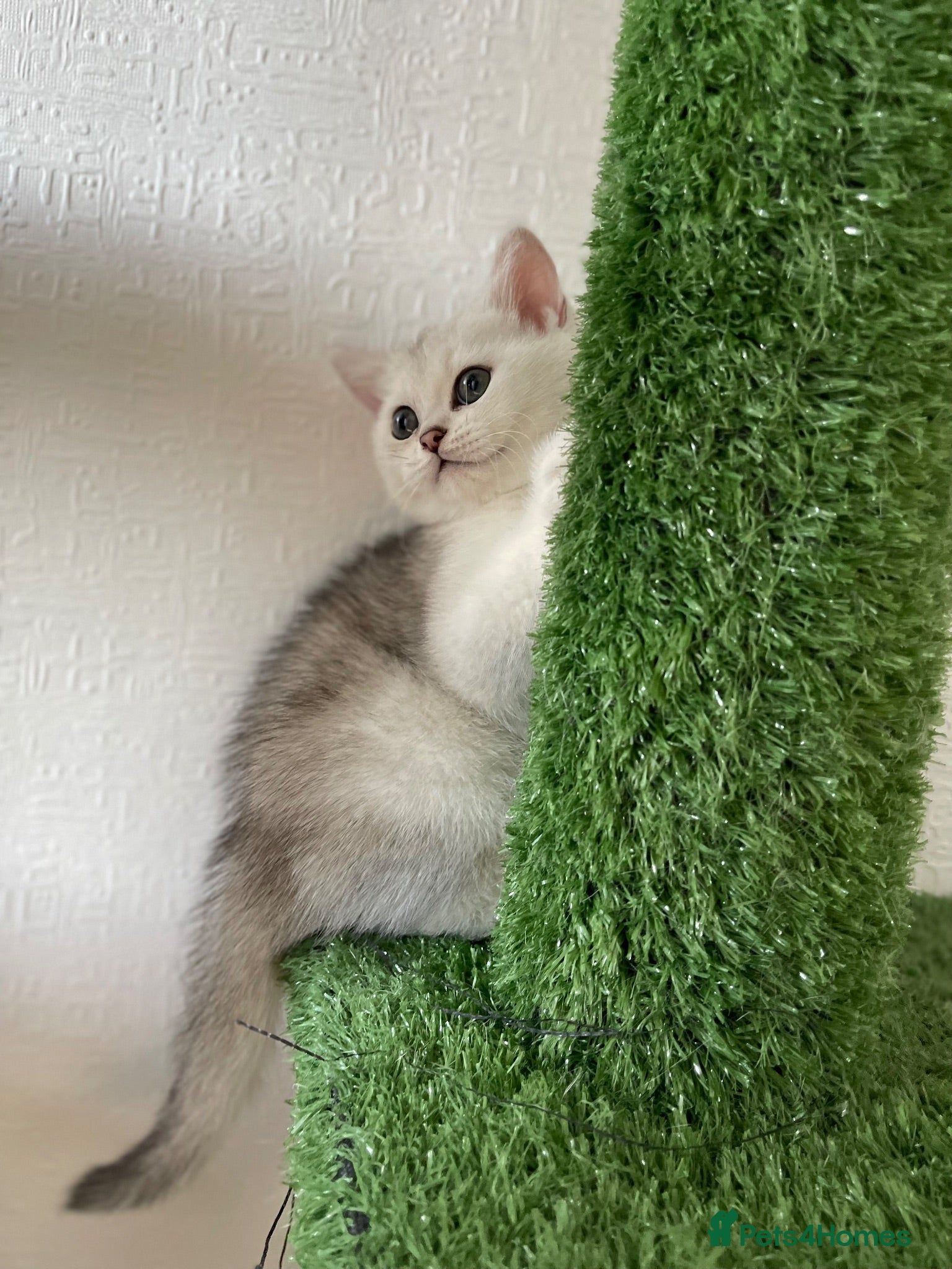 Scottish Fold cats Champion Bloodline Scottish Straight! - Advert 2