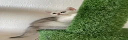 Scottish Fold cats for sale: Champion Bloodline Scottish Straight! - Advert 2