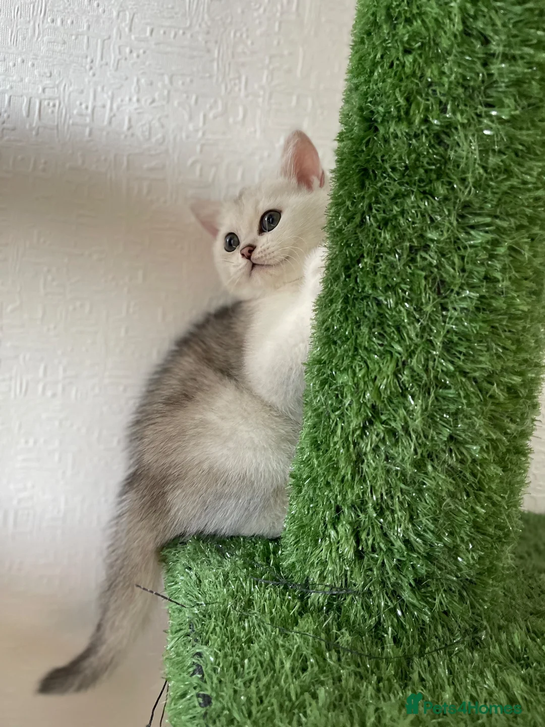 Scottish Fold cats for sale: Champion Bloodline Scottish Straight! - Advert 2
