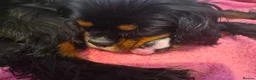 Cavalier King Charles Spaniel dogs for sale: Pedigree CKCS  in Clitheroe - Advert 7