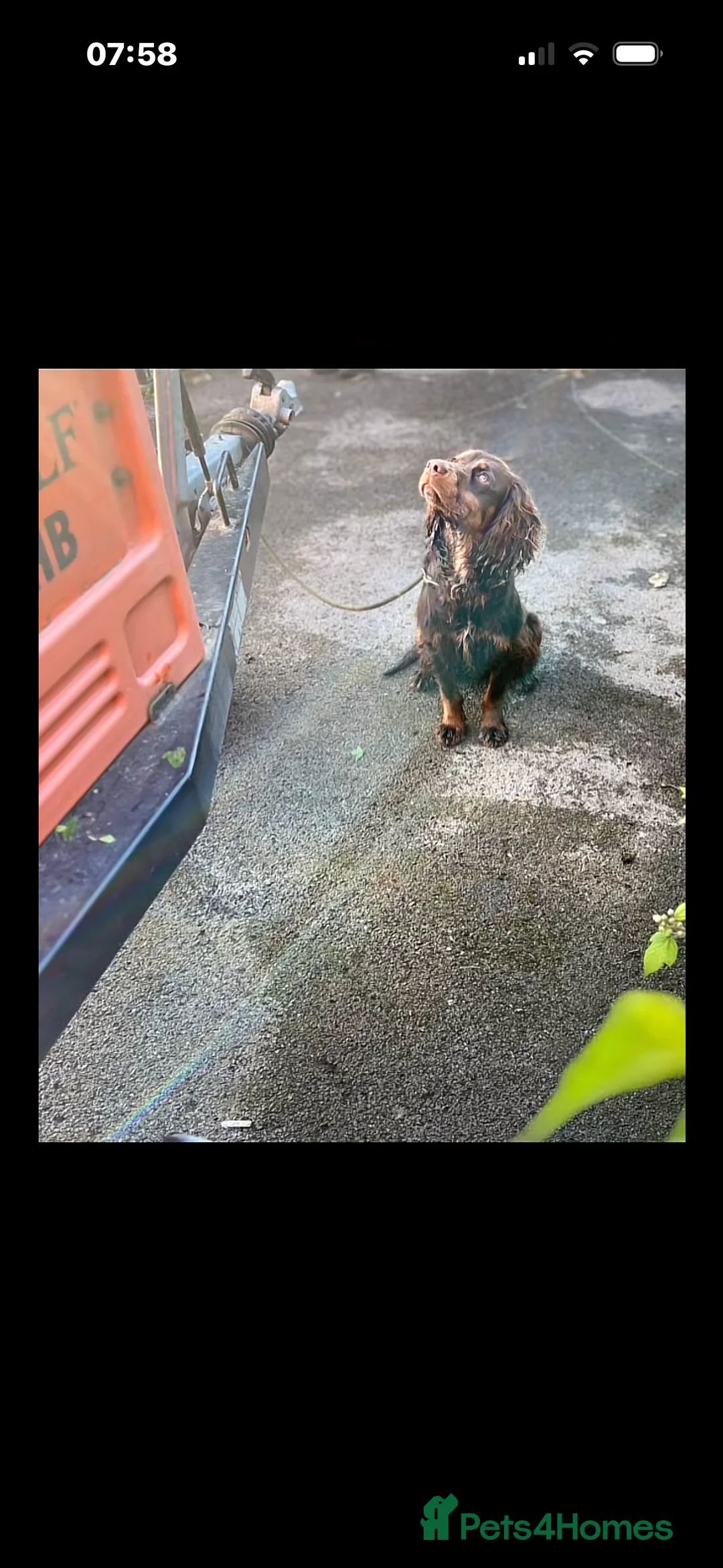 Cocker Spaniel dogs for sale: cocker spaniel puppy’s  - Advert 7