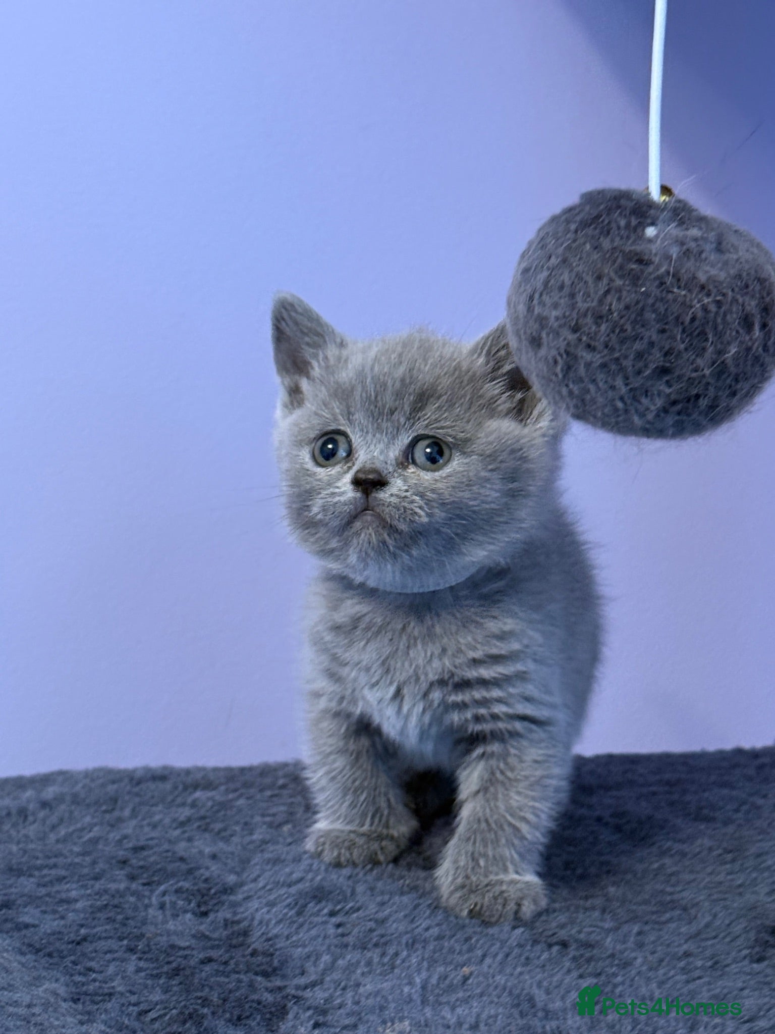 British Shorthair cats Gorgeous blue, British shorthair kittens  - Advert 1