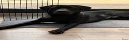 Labrador Retriever dogs for sale: 🐾 KC Registered Black Labrador Male – Enzo –  🐾 - Advert 6