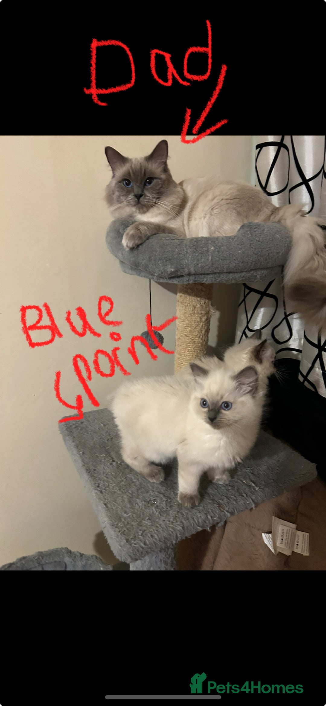 Ragdoll cats for sale: Ragdoll kittens - male - Advert 30