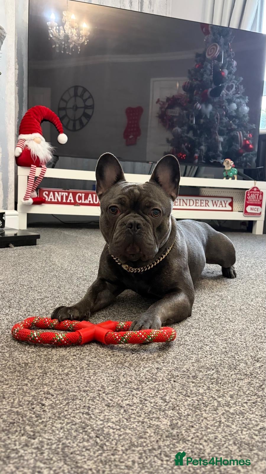 French Bulldog dogs Blue French Bulldog For Stud  in Gateshead - Advert 1