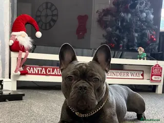 French Bulldog dogs Blue French Bulldog For Stud in Gateshead - Advert 1