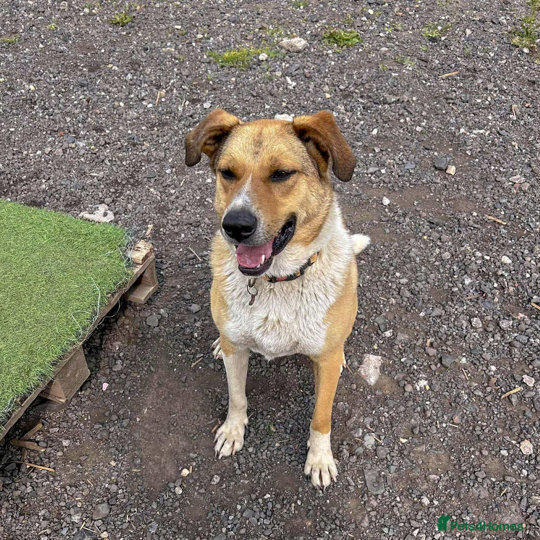 Mixed Breed dogs for adoption: MARSHALL the Marvellous - Image 4