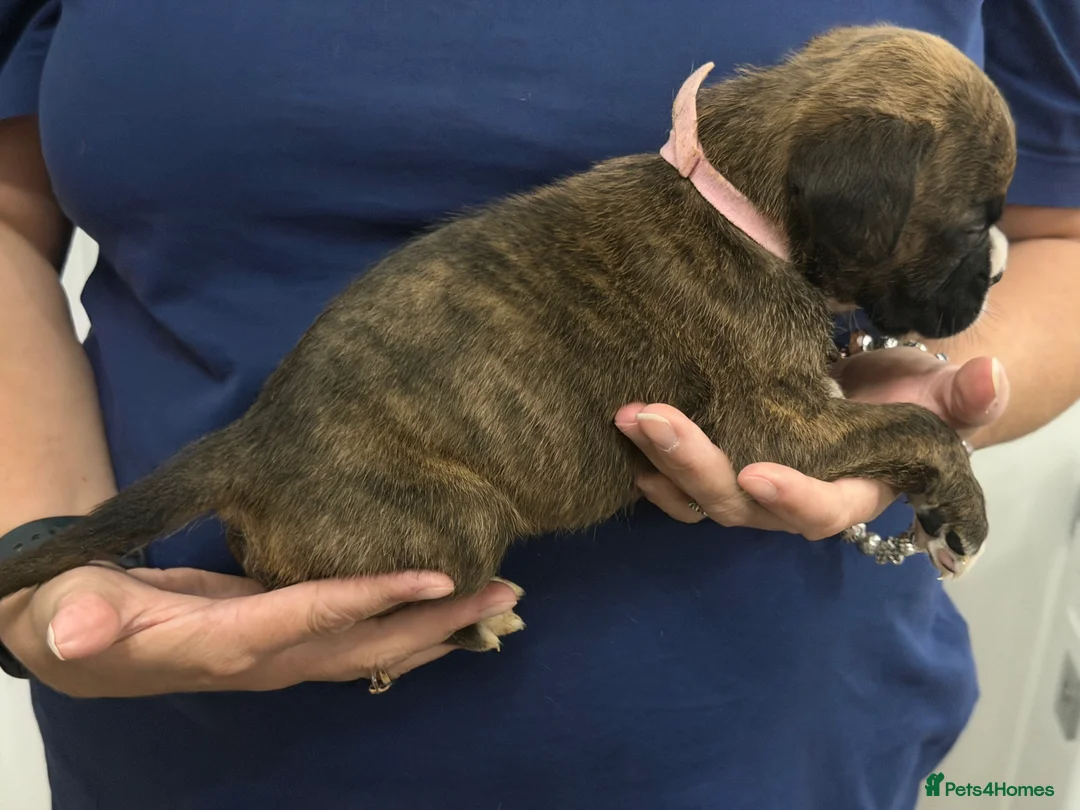 Boxer dogs for sale: Kc reg Boxer puppies  - Advert 17