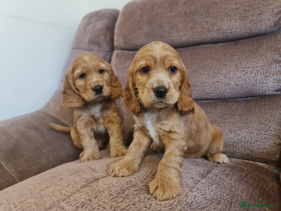 Cocker Spaniel dogs for sale: Golden Cocker Spaniel puppies (boy available) - Advert 7