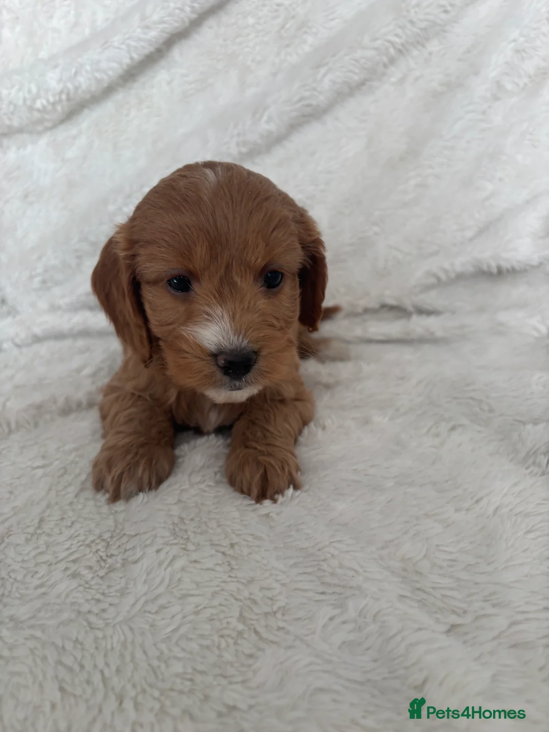 Cockapoo dogs for sale: 🐶🐶 Cockerpoo Puppies 🐶🐶 - Advert 13