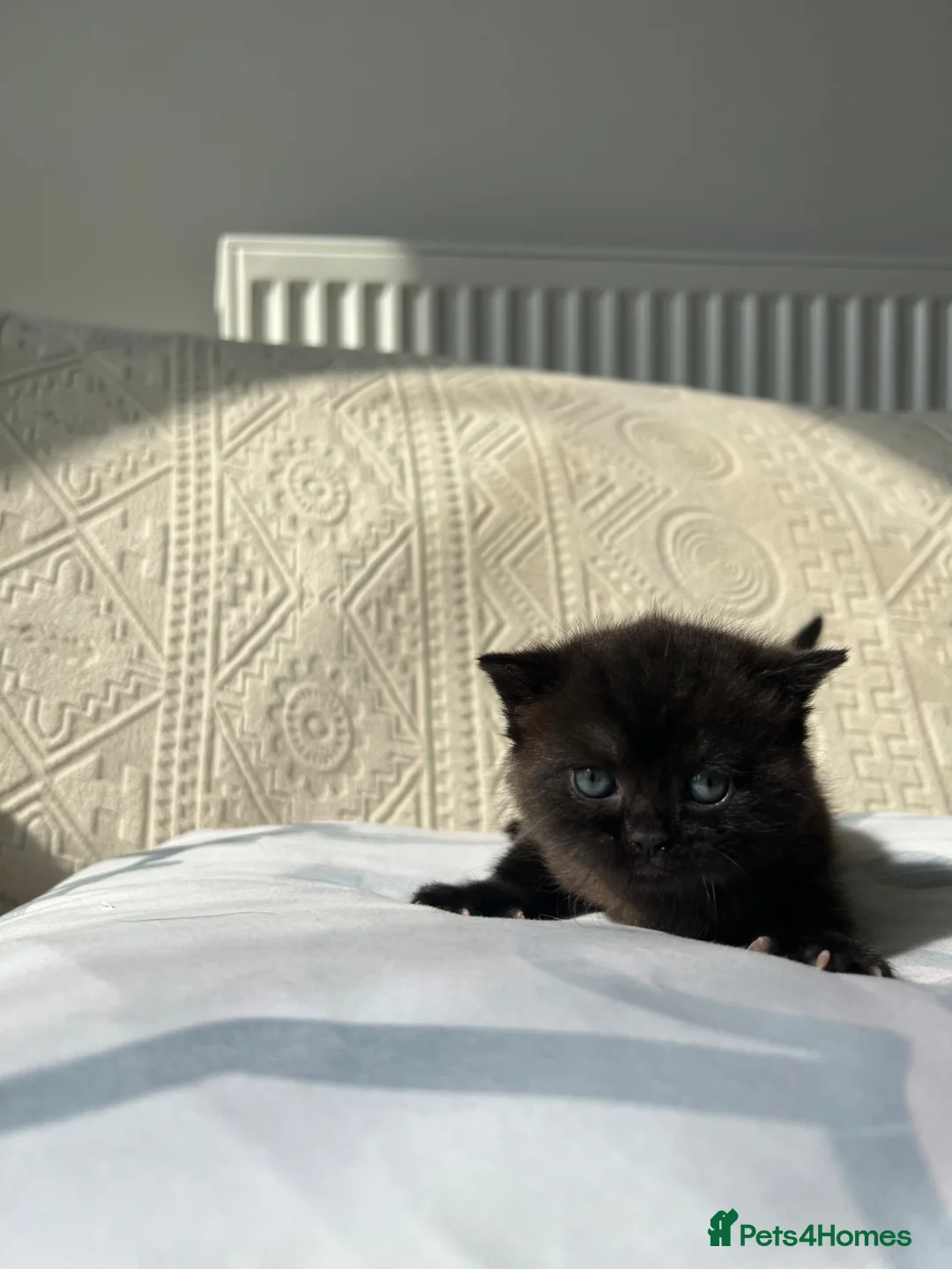 Scottish Fold cats for sale: Scottish Fold x British Shorthair Kittens in London - Advert 2
