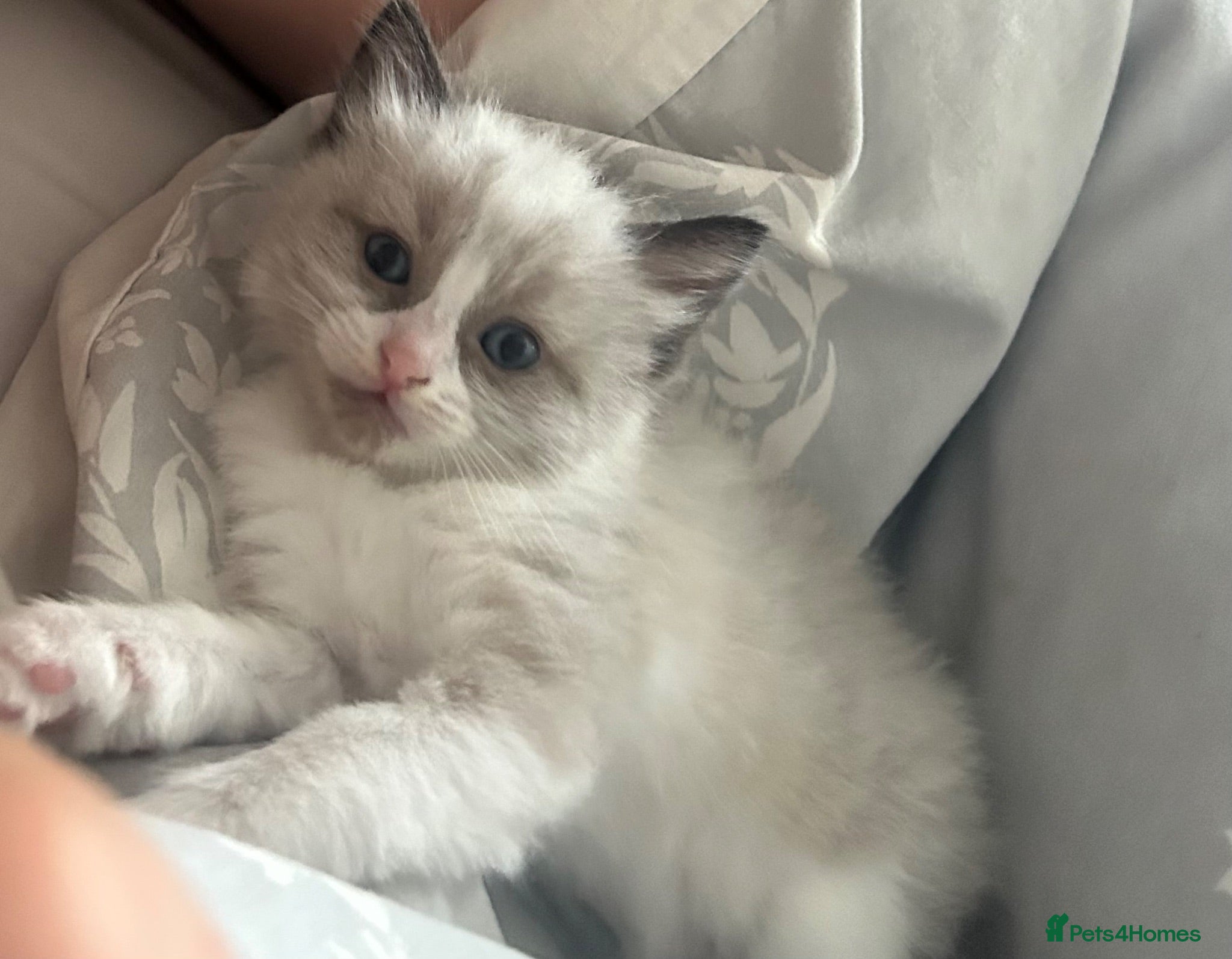 Ragdoll cats Male ragdoll kitten - Advert 6