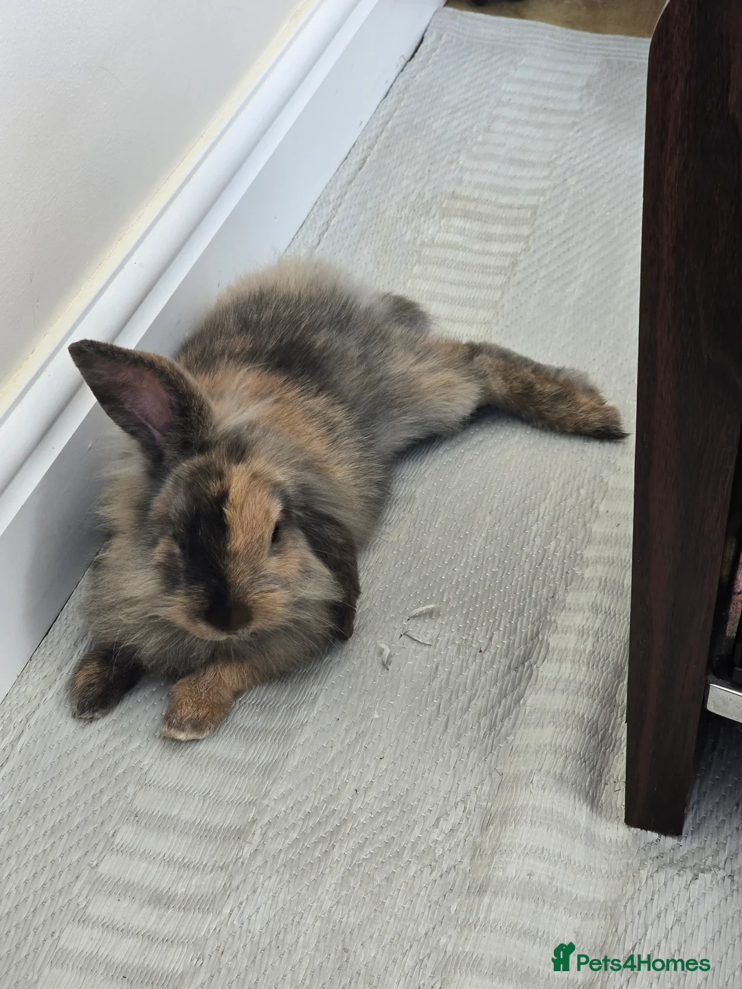 Mixed Breed rabbits for sale: Female Rabbit for rehoming - Advert 6