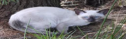 Siamese cats for sale: Adorable Siamese Kittens - Advert 22