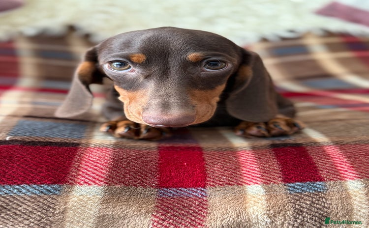 Miniature Dachshund dogs - Advert 2