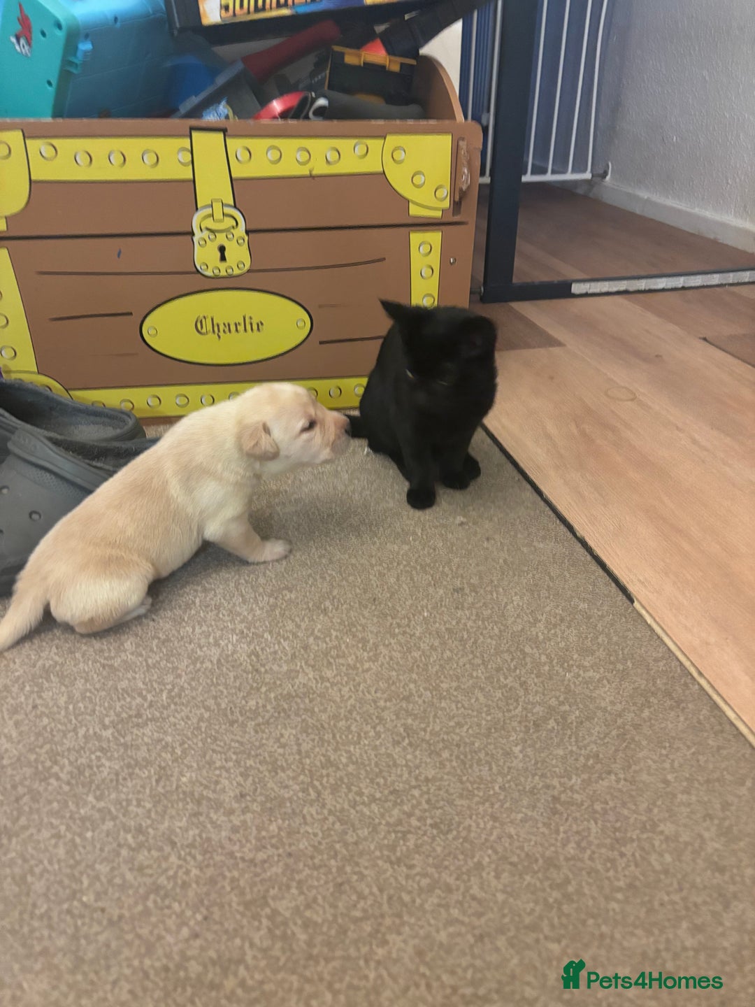 Labrador Retriever dogs for sale: 7 beautiful red fox Labrador puppies for sale.  - Image 4