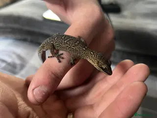 Gecko reptiles velvet gecko - Advert 1