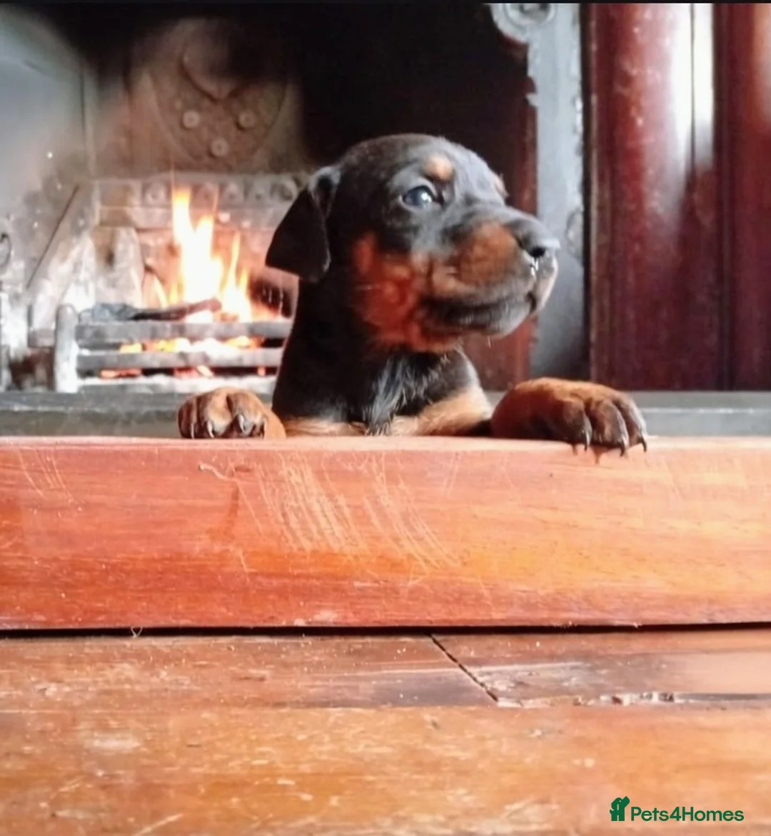 Mixed Breed dogs for sale: Champ KC registered Doberman & Beaceron puppies. - Advert 8