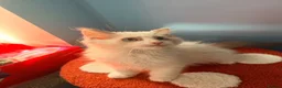 Ragdoll cats for sale: 1 Tica reg kitten left looking for a home  - Advert 4