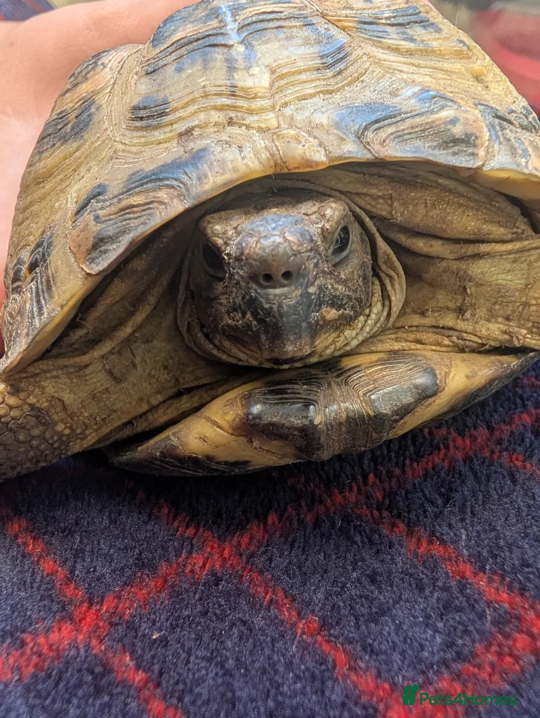 Turtle reptiles for sale: Russian tortoise and 2 razor back turtles  in Maldon - Advert 2