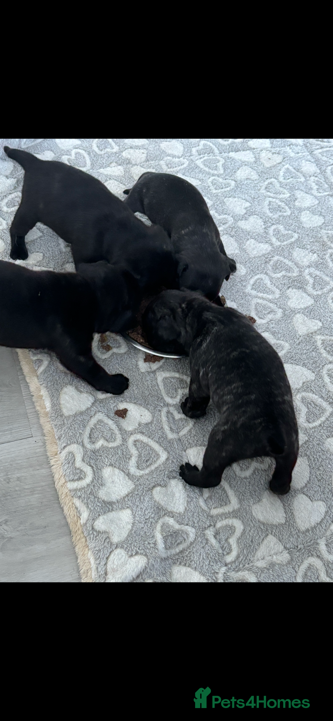 Frug dogs for sale: 4 Male Frugs, Available now! - Image 17