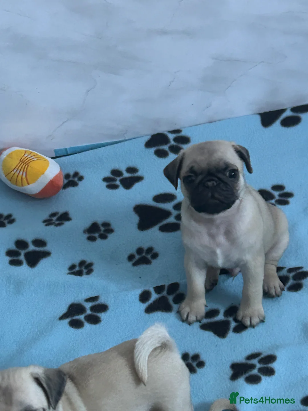 Pug dogs for sale: KC registered Pug puppies looking for new home  - Advert 2