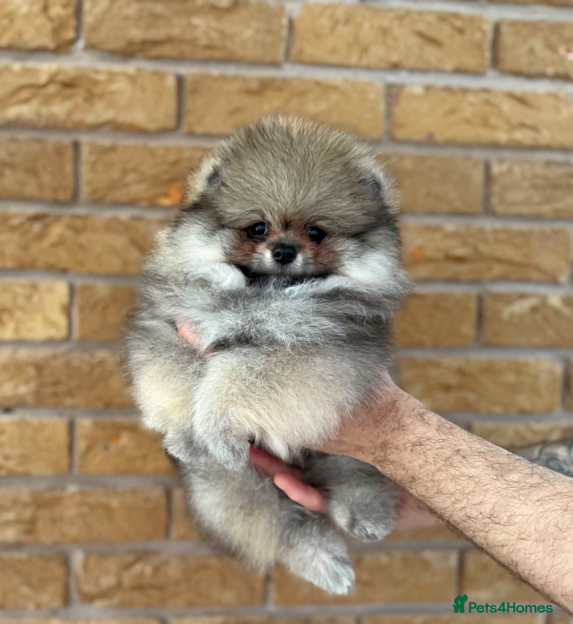 Pomeranian dogs ✨ Rare colour/Thick coat Teddy Bear Pom Puppies ✨ - Advert 1