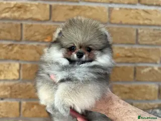Pomeranian dogs ✨ Rare colour/Thick coat Teddy Bear Pom Puppies ✨ - Advert 1