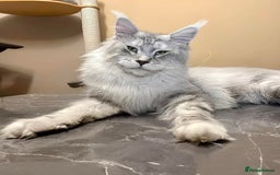 Maine Coon cats for stud: Exceptional CHAMPION Russian import - FOR STUD! in Halifax - Image 2