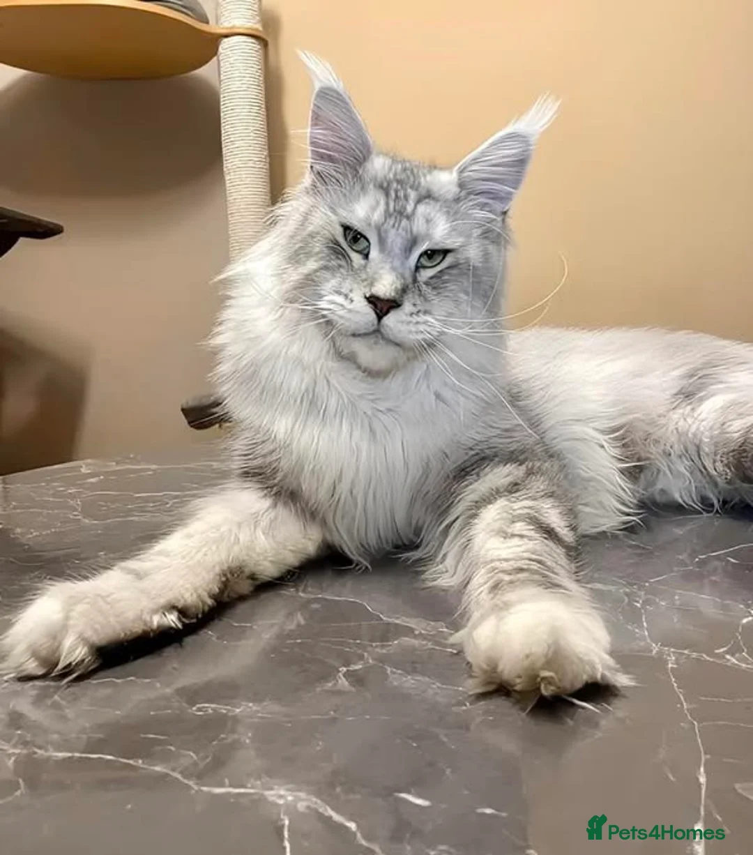 Maine Coon cats for stud: Exceptional CHAMPION Russian import - FOR STUD! in Halifax - Advert 2