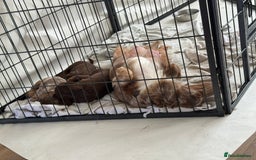Miniature Dachshund dogs for sale: Long haired miniture dachshund  - Image 3