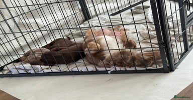 Miniature Dachshund dogs - Advert 6