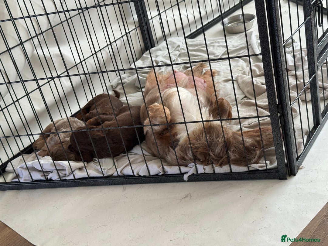 Miniature Dachshund dogs for sale: Long haired miniture dachshund  - Image 3