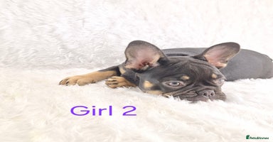 French Bulldog dogs - Advert 6