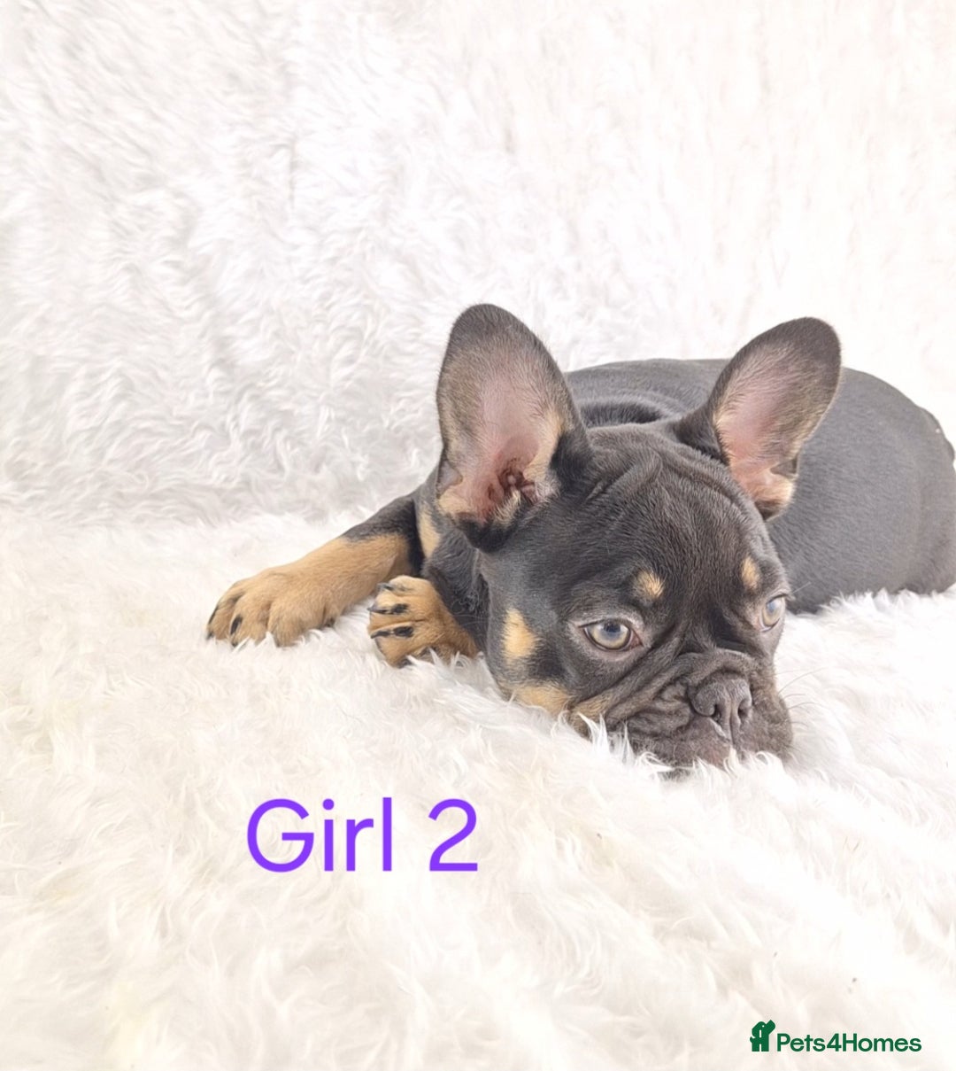 French Bulldog dogs for sale: Classic French Bulldog Puppies  - Image 4