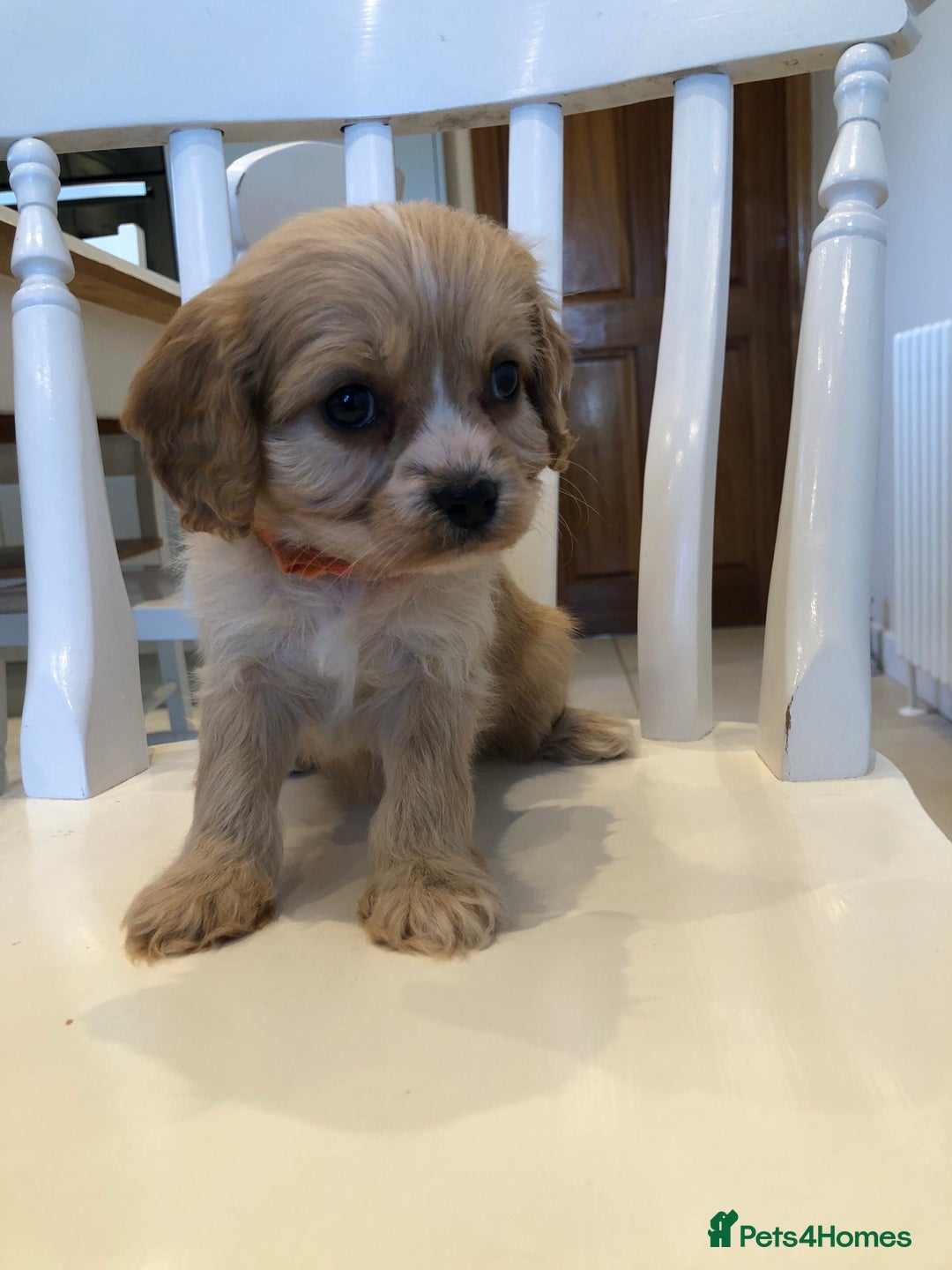 Cavapoo dogs for sale: Adorable Cavapoo Puppies  - Advert 12