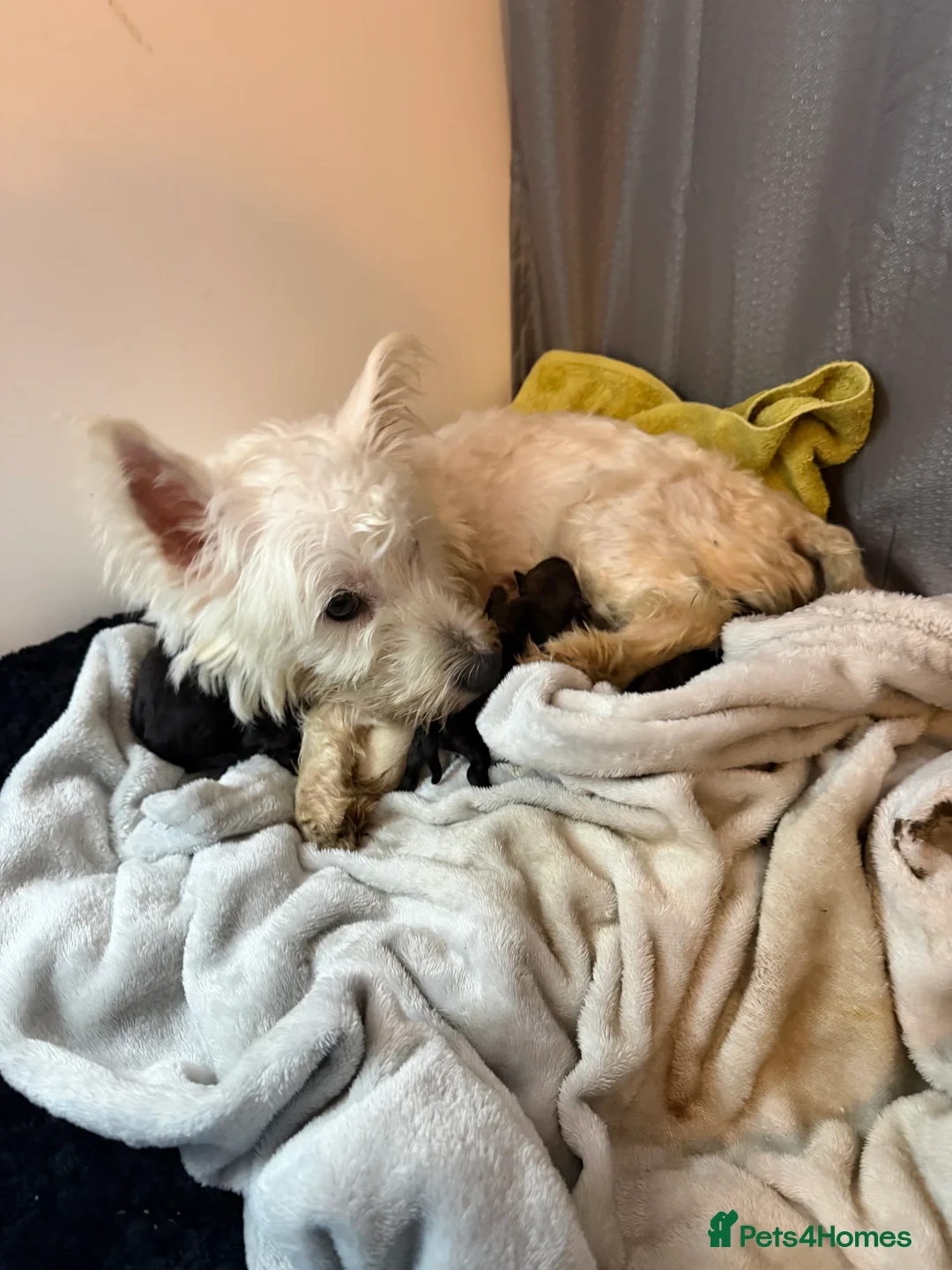 Mixed Breed dogs for sale: West Highland Terrier mixed puppies READY SUNDAY!! - Advert 12